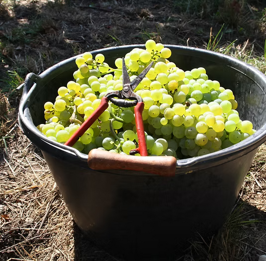 Riesling vertikalsmagning lørdag 4. oktober 2025 (18.00-20.30)